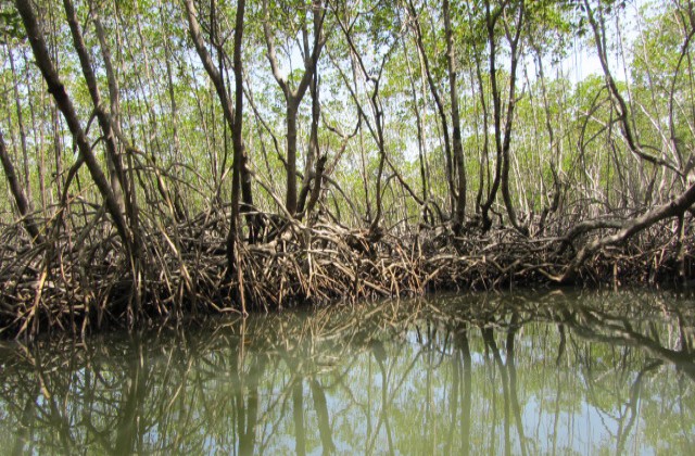 Parque Nacional Los Haitises manglares 2